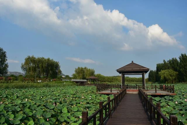 山东泰安东平稻屯洼湿地公园的荷花仙子