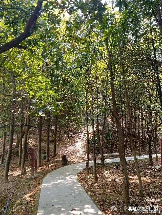 大罗山这条改造过的登山步道你可去过?
