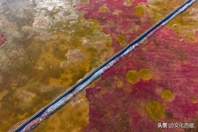 疯狂心动！哲古草原秋日限定景观，藏着西藏最野的浪漫！