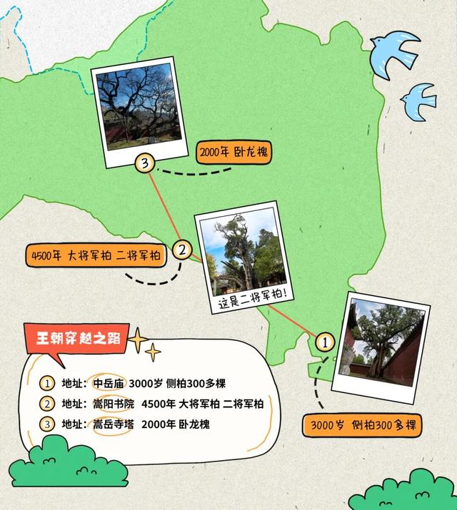 不焦虑，抱古树｜郑州古树漫游计划开启 100杯好礼免费送