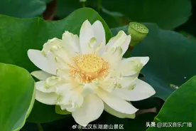 武汉东湖磨山景区 东湖荷园即日起至八月中旬，凭本人中高考准考证即可免费入园赏荷。图片