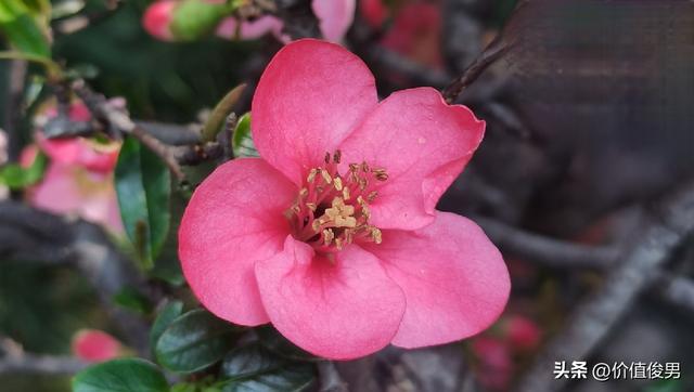 成都武侯祠春见