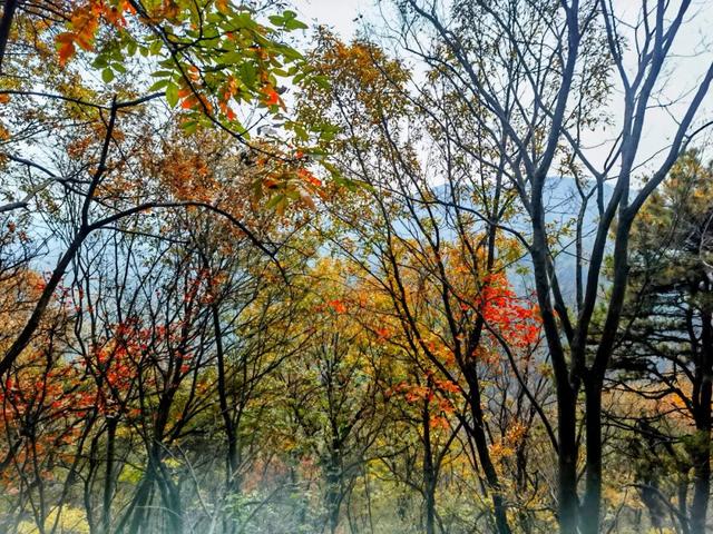 什么叫层林尽染？马谷田镇义和寨东边的堰塘寺告诉您！