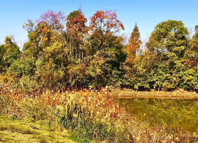 美篇:枫 叶 红 了