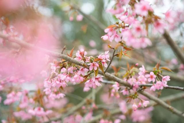 赏花何必等春！这个冬天，成都花儿都开men了→