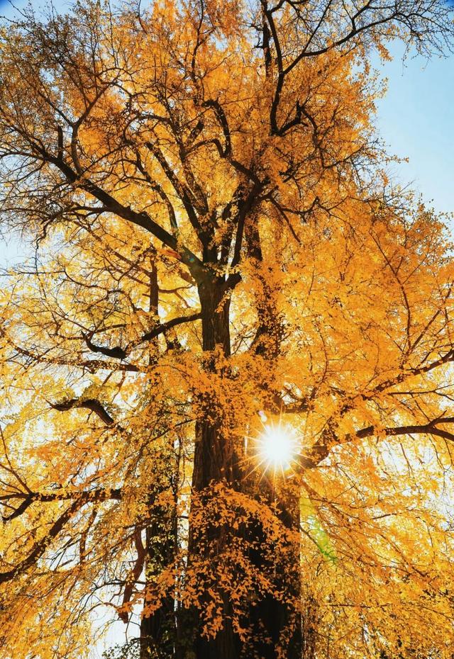 京城追“杏”指南，解锁最美秋意