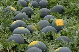 发现没，很多小时候熟悉的水果，都渐渐消失了图片