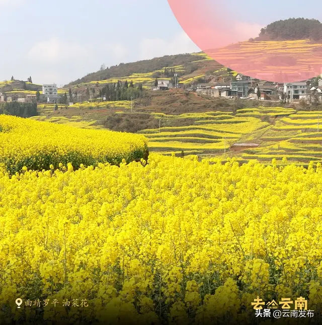 3月来云南赏春日繁花！