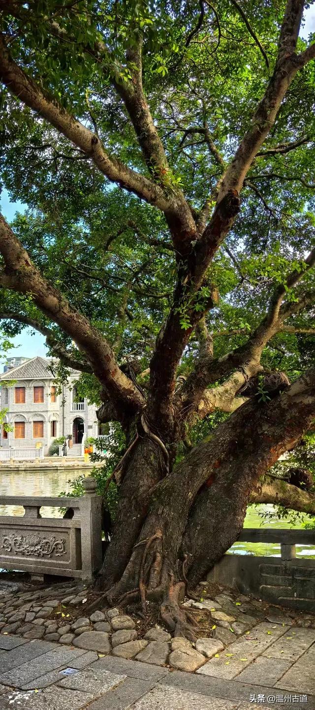 温州市区这条充满历史底蕴的古街道,文化遗迹众多,值得你来逛逛