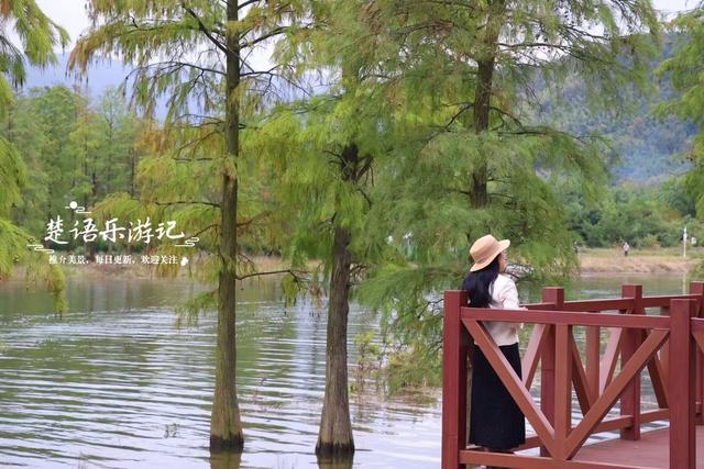 浙江宁波的网红水杉林，绿色意境也很美，白鹭与牛群很有草原风情