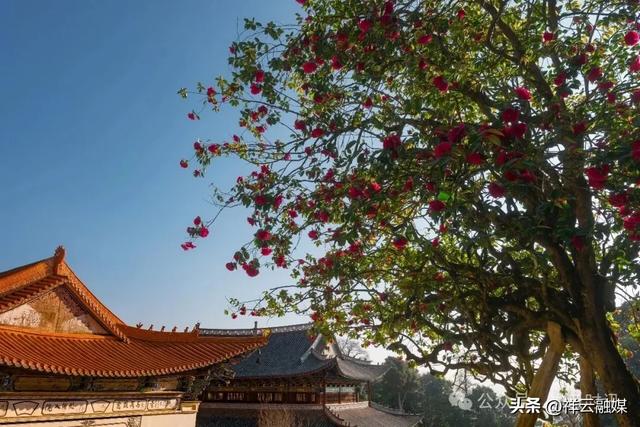 旅居祥云丨春来赏花 水目山“云南茶花王”如约绽放