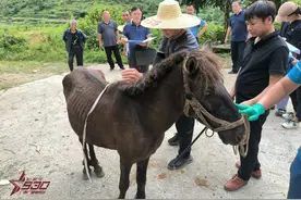 以开发促进保护 让德保矮马“根正苗红”图片