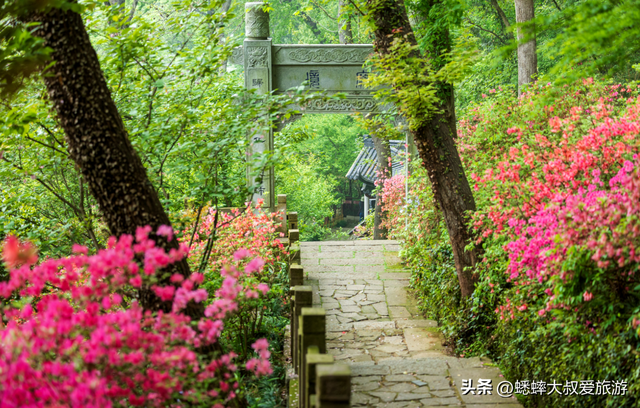 杭州西湖古刹“杜鹃小径”开了，2026春日静谧又好看，快来走走吧