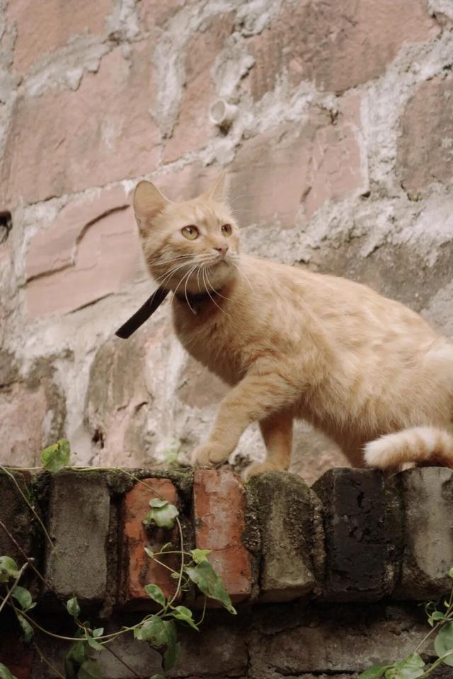 从成都出发，在龙泉山东麓邂逅一座千年场镇的温柔