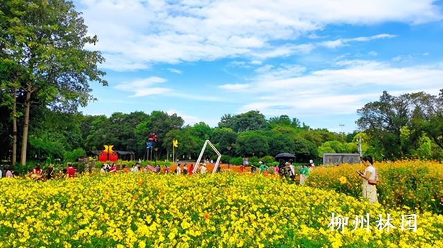 柳州市雀儿山公园4000平方米硫华菊盛放