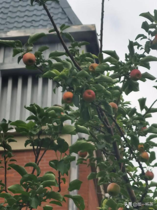 按自己喜欢的节奏做喜欢的事