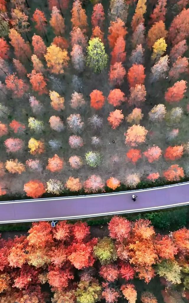 临沂「红杉」「红枫」浓度拉满，出片率100%