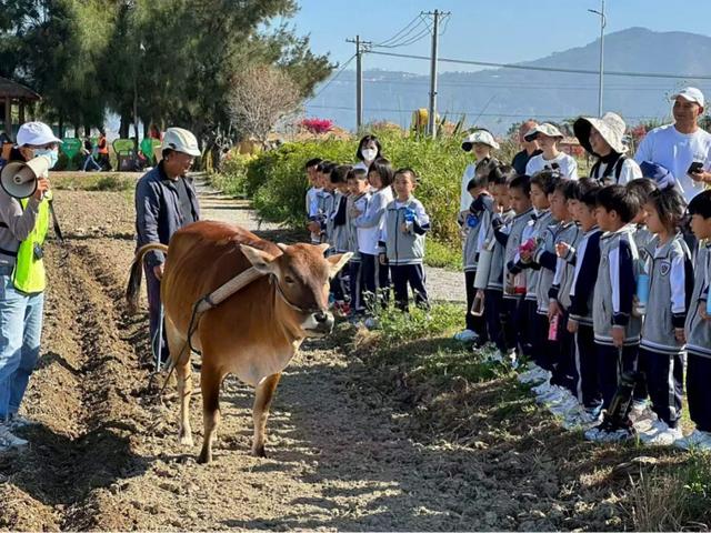 牛耕、捉泥鳅、长桌宴......厦门这片田园,承包你整个夏天的快乐!
