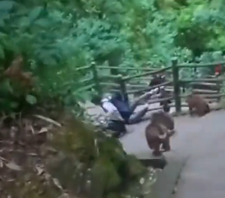 峨眉山泼猴又上热搜！多名游客遭追逐滚下山，景区回应：无法避免