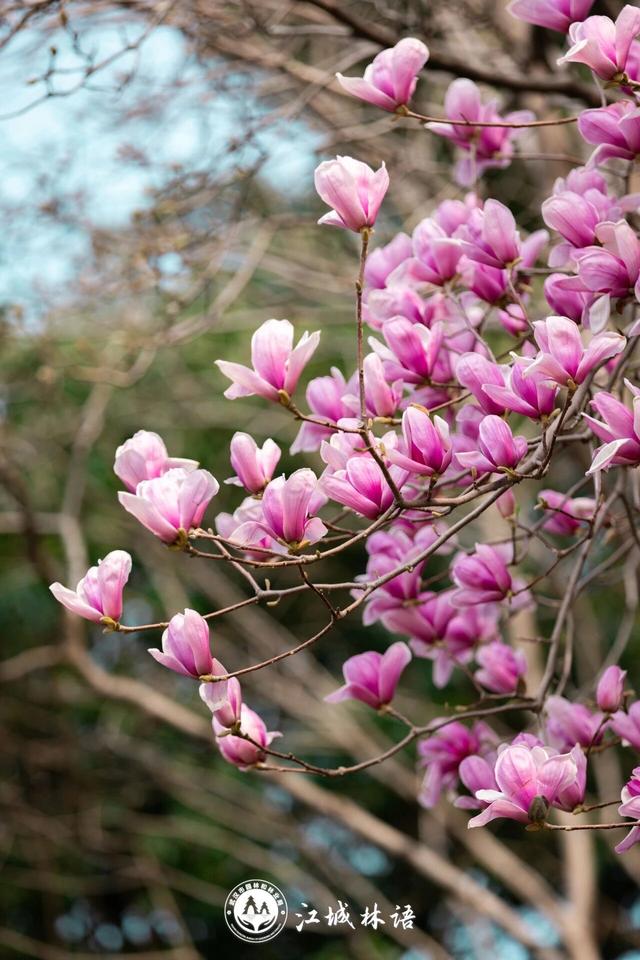 美到犯规！蛇山限定花海免费赏