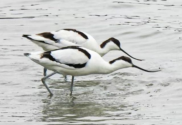 快乐的25/26深圳湾候鸟季