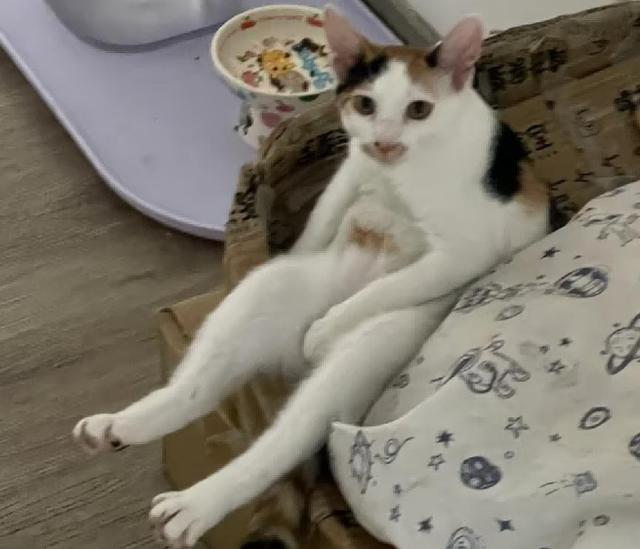 爸爸教猫爬梯子上床，结果第二天看到…网友：这猫是人教版的！