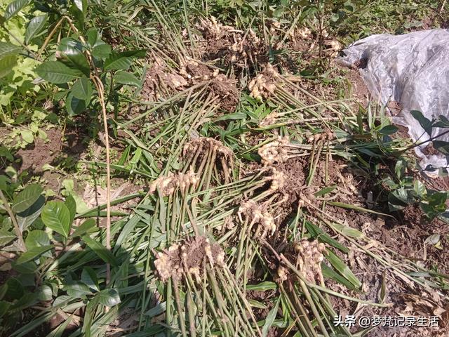 我妈安排的事是我支持的我就会满心欢喜地去做，不支持的就很反感