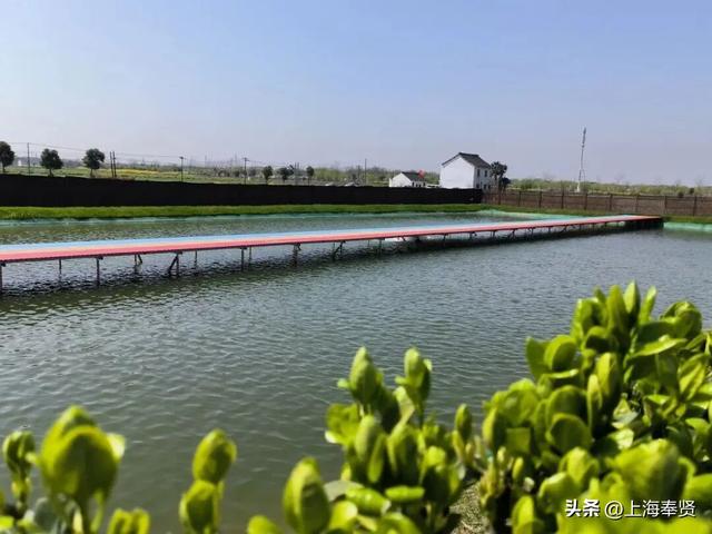 在庄行渔沥，抛一竿清风，钓满眼诗意