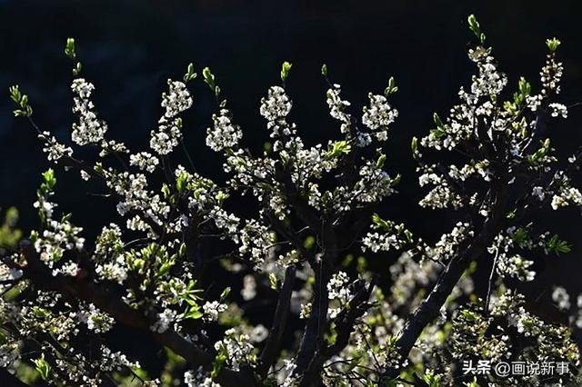 四堡元宵节：漫山“下大雪”
