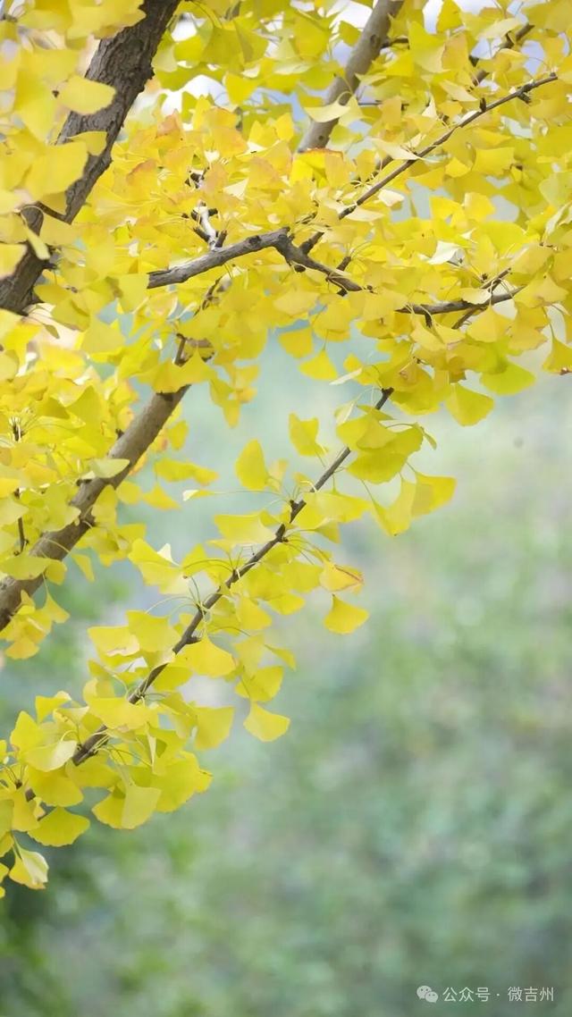 银杏黄了！氛围感天花板！快约上搭子冲！