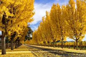 叶子和果实都是黄的，为何名字叫“银杏”？图片