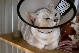 好用到离谱！猫藓快速治疗经验分享🔍图片