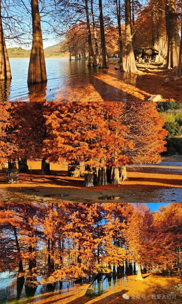 冲上“绍兴TOP1”！绍兴这处美景藏不住了！都有人在赶过来了