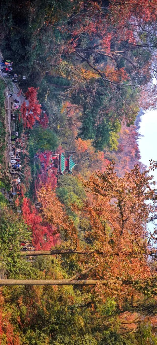 南方冬意，藏在这一亭红枫里