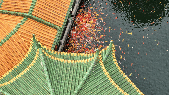 拟举办烟花汇演！非遗、退税、全运福袋……暖冬消费季更多福利→