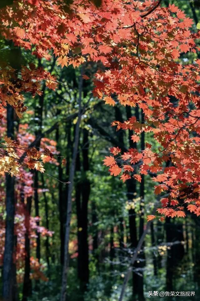 本溪：北国红枫深处的诗意秘境