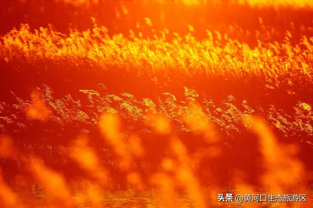 【黄河口生态旅游区】今日立秋
