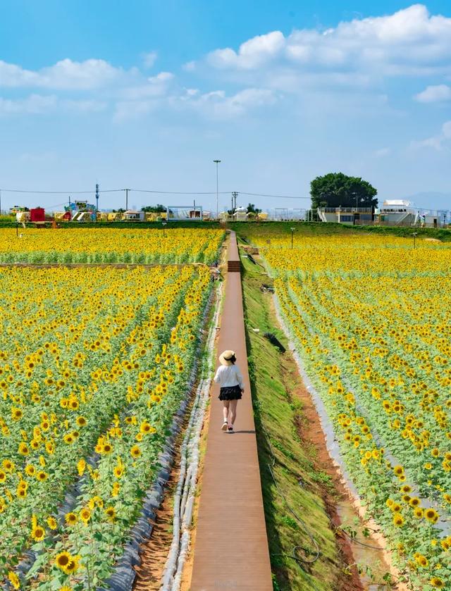 被厦门的秋天圈粉了!金色花海、粉色“云霞”……周末就出发→