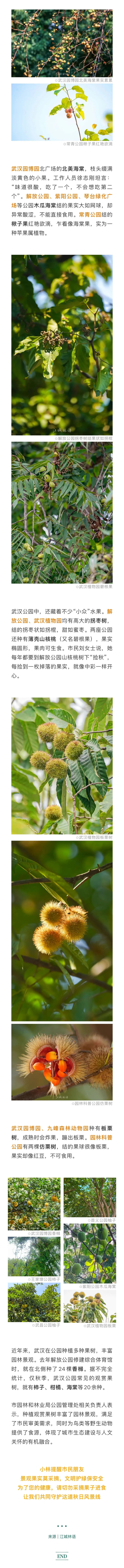 别摘，只打卡！武汉公园秋日观果指南来了