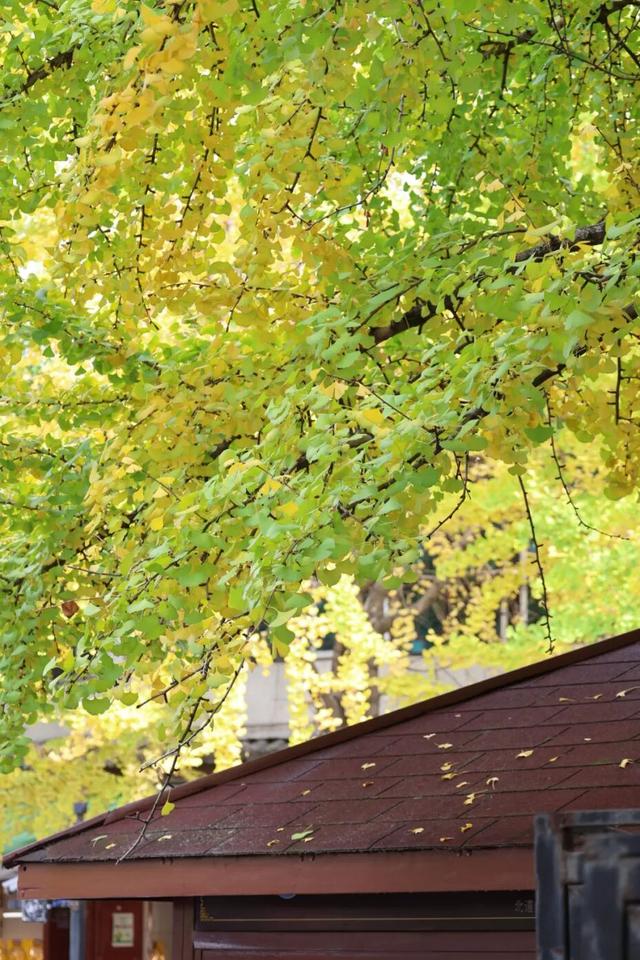 大理古城“金”彩上线！