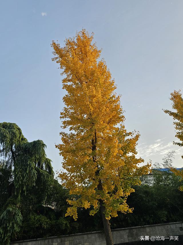 初冬时刻，李戒园的银杏叶，黄透了天，黄透了地，天地和谐共生!