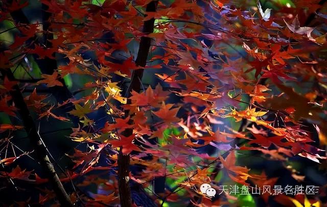 盘山 “红” 了！