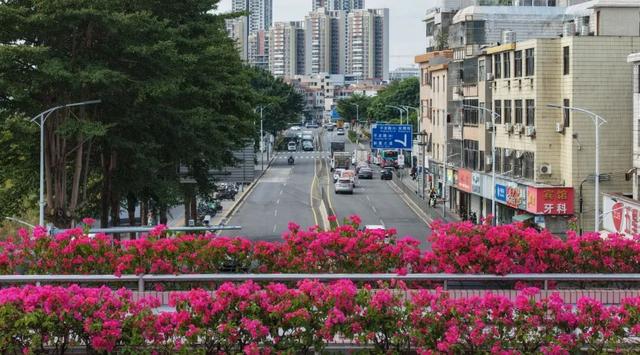 龙岗秋冬浪漫打卡指南来了！瀑布花海、空中花路…这份粉色攻略快收好！