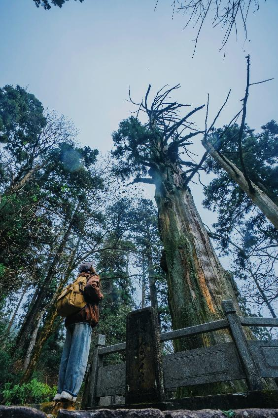 天目山秘境觉醒！用镜头解锁“大树王国”的N种打开方式