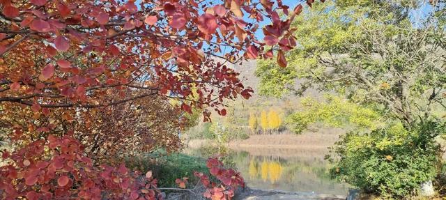 寻美薛城丨红叶超美！初冬的圣土山开启最美赏叶季