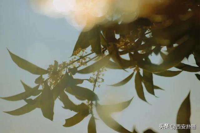 上一个晴天，为你“抢收”了5片金灿灿的桂花