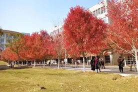 肖峰散文 秋冬赏红叶图片