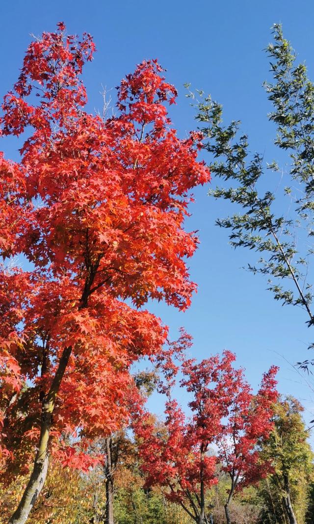 渔浦寒泉公园，水杉红透成诗