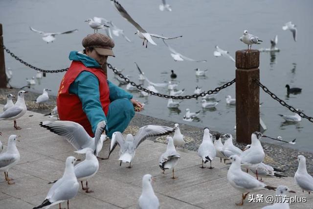 汉中迎来“赏鸥季”