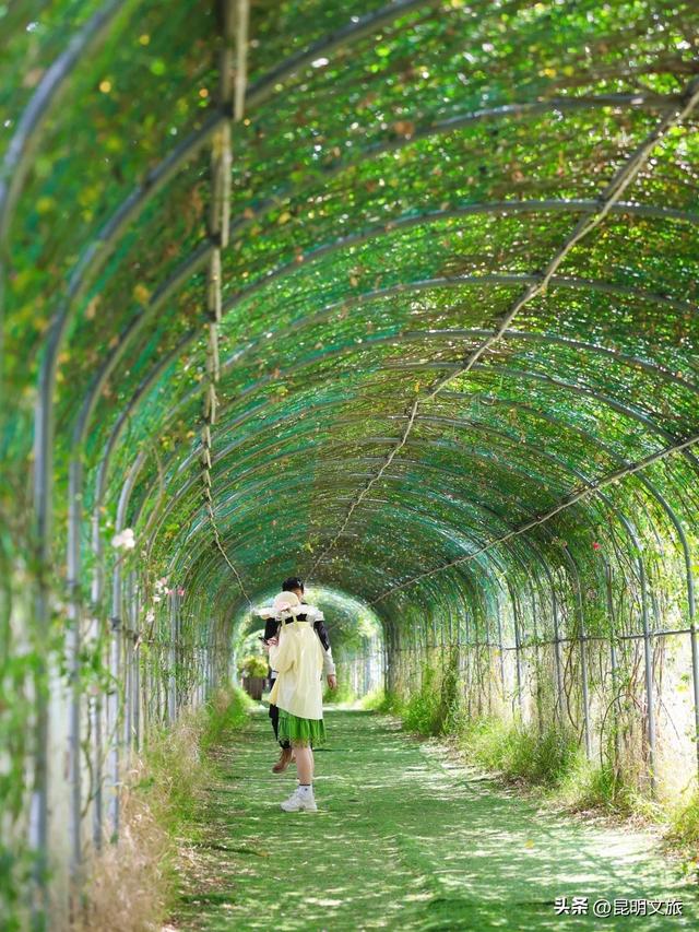 绿光隧道蔷薇花瀑💚昆明春天的隐藏副本